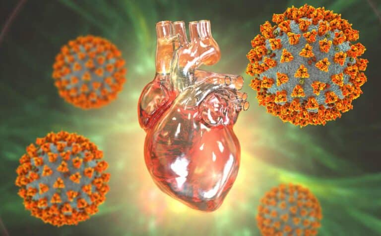 3D illustration of COVID-19 viruses affecting the heart.